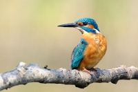 9425 Alcedo atthis (Martin pescatore)